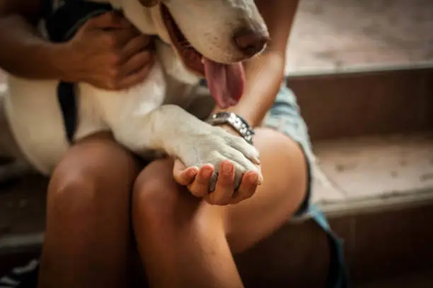 Rocky, chien à adopter